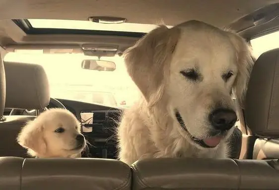 An adult and puppy Golden Retriever sitting in the backseat