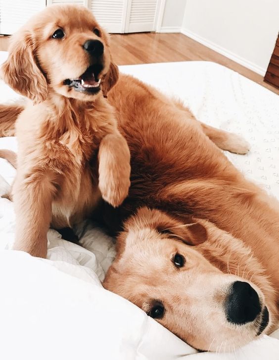 An adult and puppy Golden Retriever lying on the bed