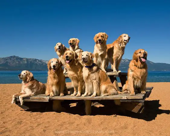 A pack of Golden Retriever sitting on top of the table at the beach