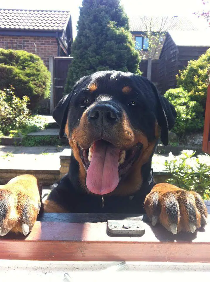 Rottweiler outdoors standing behind the window with its mouth open and tongue out