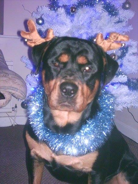 Rottweiler sitting on the floor wearing reindeer headpiece and blue rope christmas decor around its neck with its grumpy face