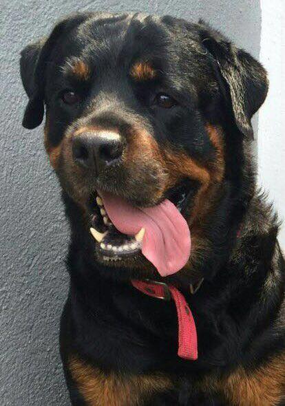 Rottweiler sticking its tongue out on the side of its mouth