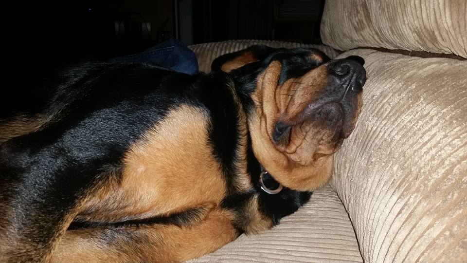 Rottweiler sleeping on the couch