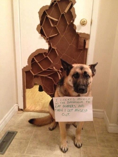 A German Shepherd Dog sitting in the torn front door while wearing a note that says - I locked myself in the bathroom to eat diapers and then I let myself out.