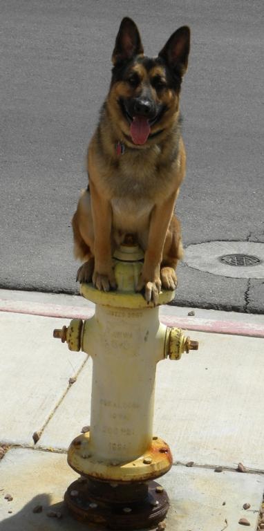 A German Shepherd Dog sitting on top of a water pump in the street with its tongue out