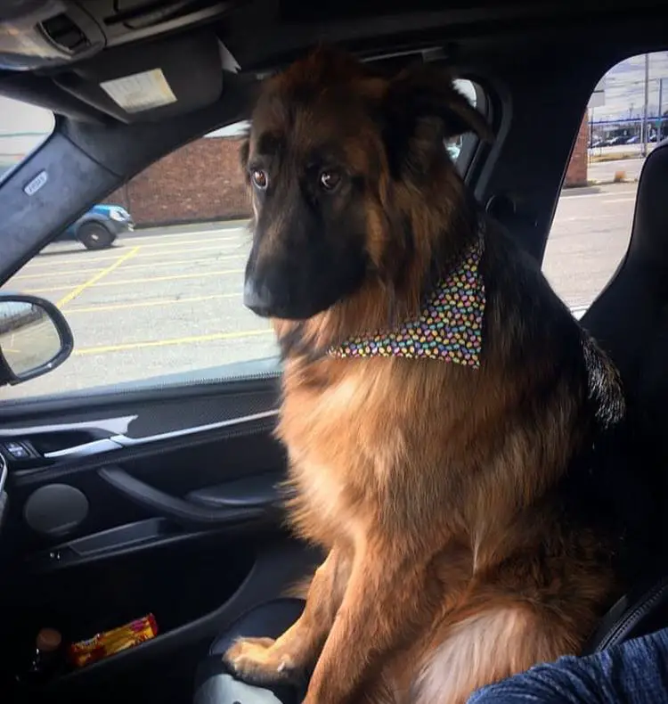 A German Shepherd Dog sitting in the passenger seat with its sad face
