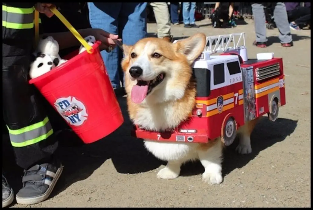 A corgi in fire truck costume