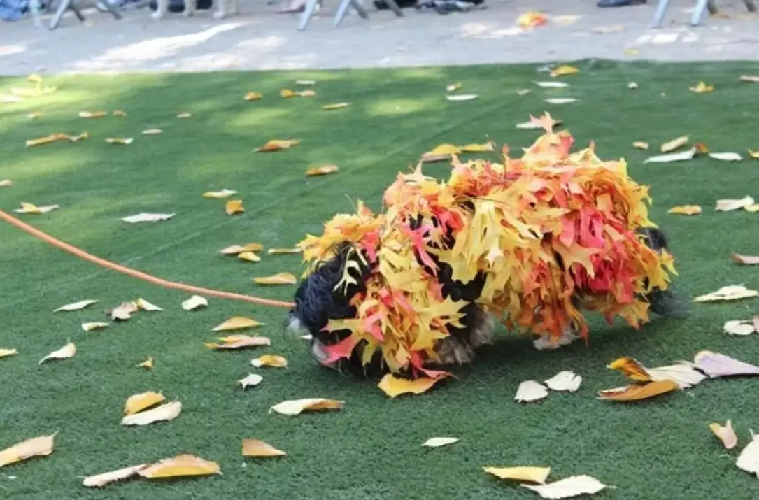 a smll furry dog walking on top of the artificial green grass on top of the pavement wearing a pile of leaves costume