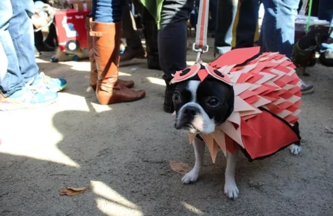 a boston terrier in Owl costume