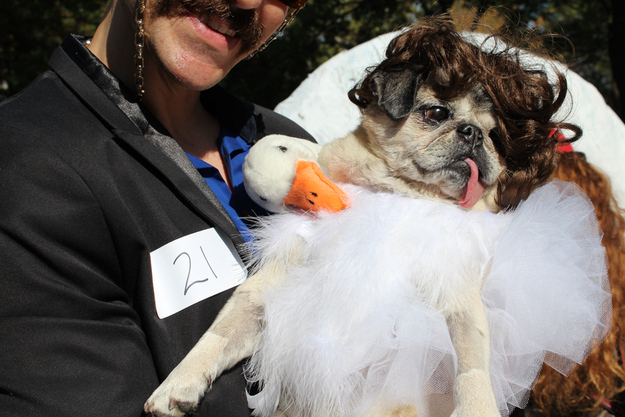 A dog in Bjork costume while being carried by a man