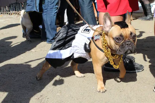 A french bull dog standing in the street in its Mr.T costume