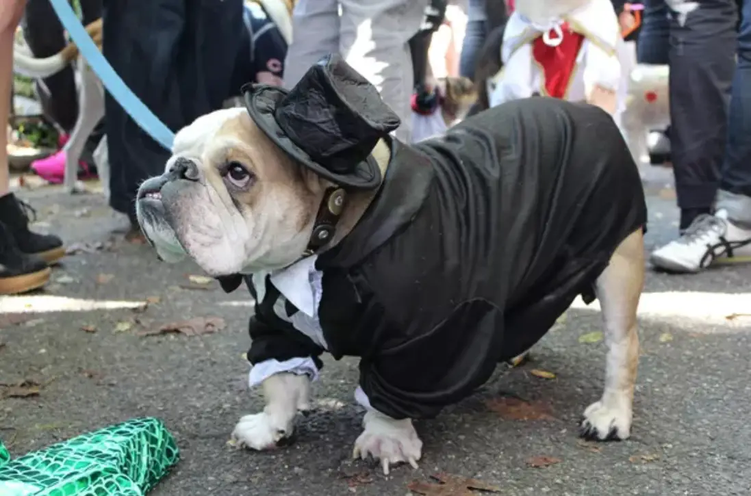 A dog standing in the street in its Mr. Monopoly costume