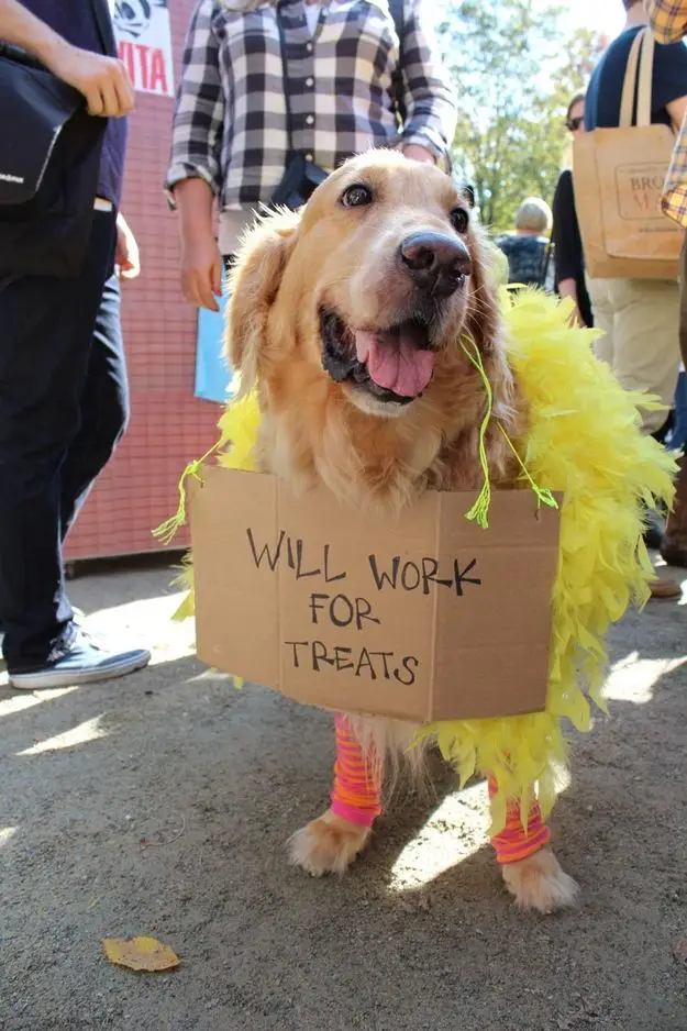 A Golden Retriever in its chicken costume with a carboard that says - Will work for treats around its neck