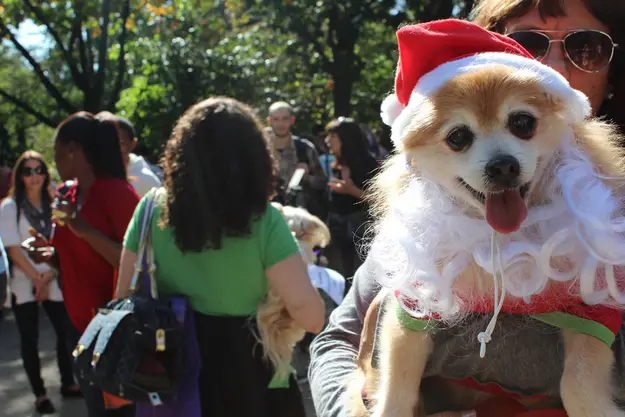 A woman carrying a dog wearing a santa costume