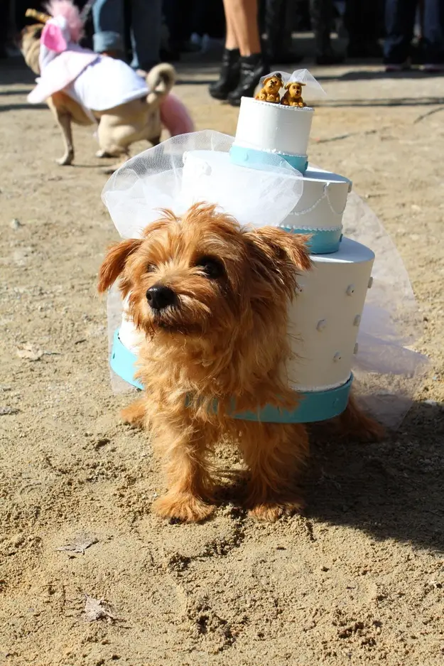 A dog walking in the sand in a three layer cake costume