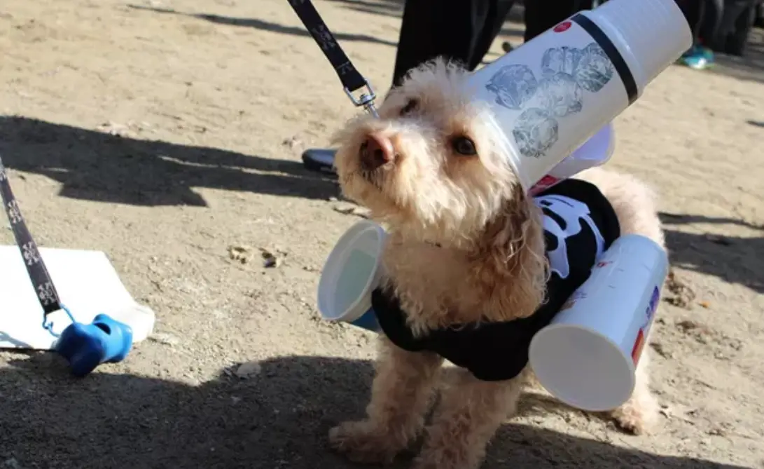A small dog wearing 16- ounce costume while standing in the sand