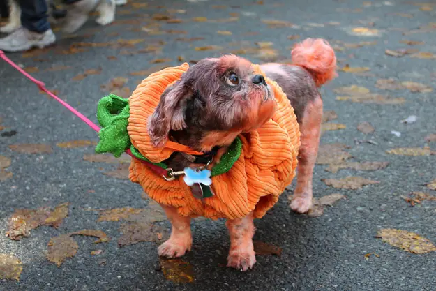 A shih tzu in pumpkin costume while standing on the pavement and looking up