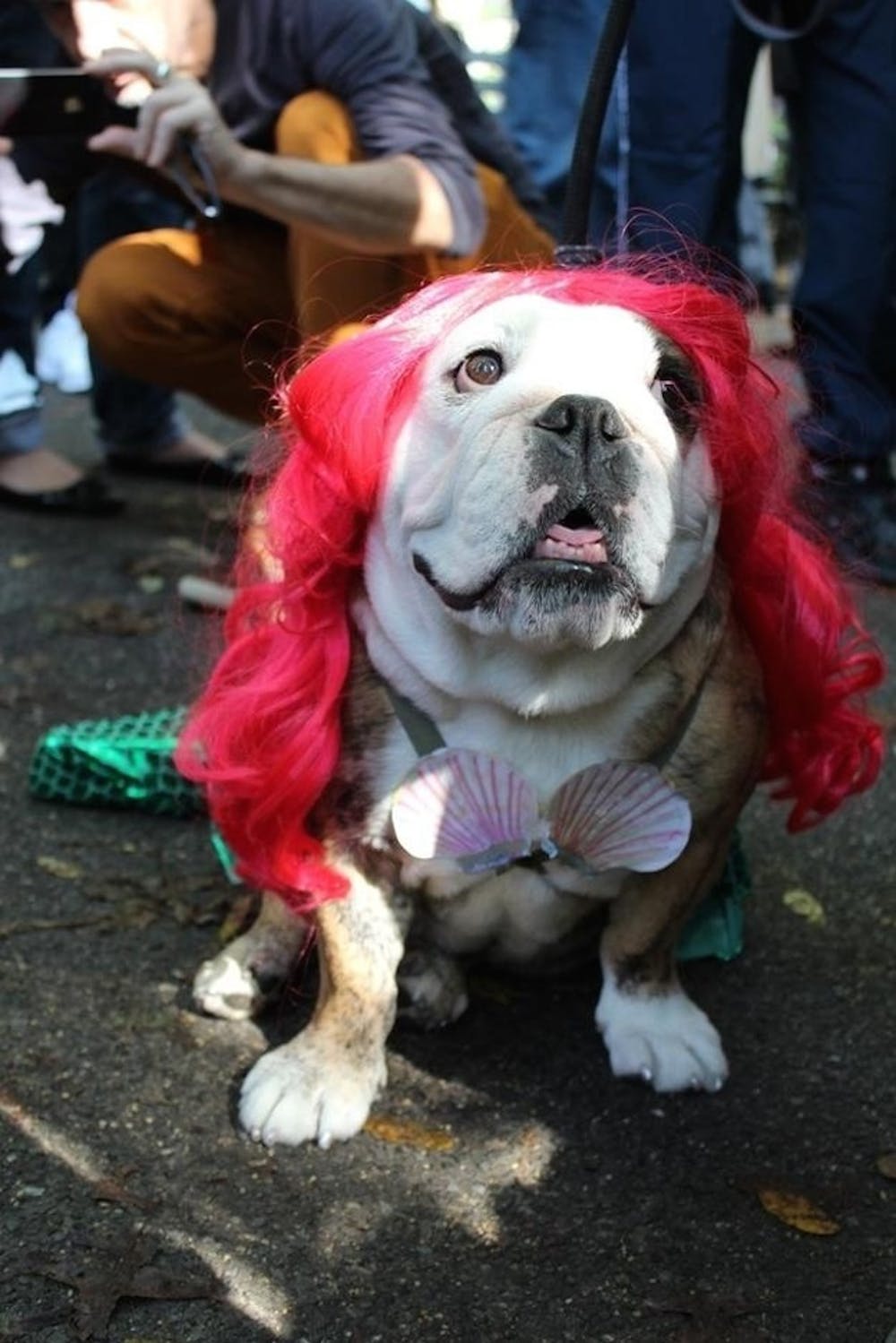 An English Bulldog in ariel costume while sitting on the pavement