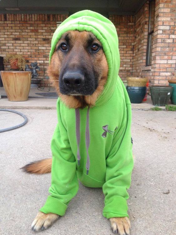 German Shepherd wearing green hooded sweater