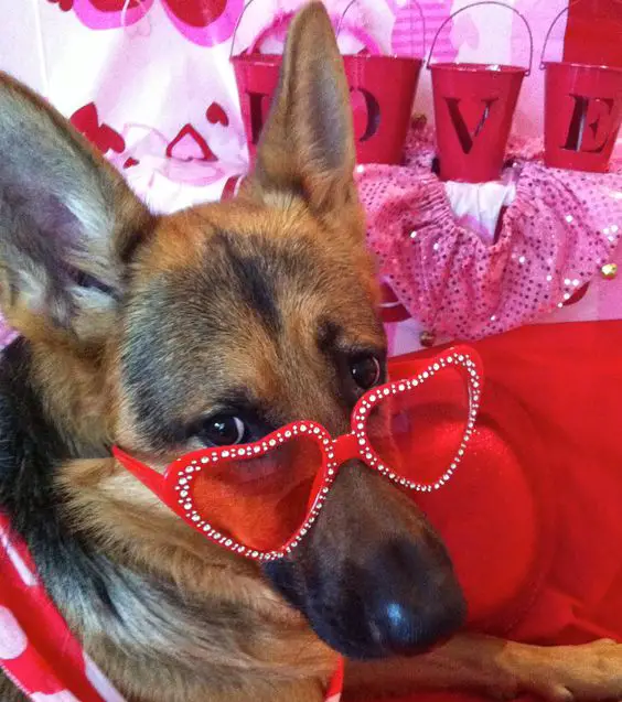 German Shepherd dog wearing red heart glasses