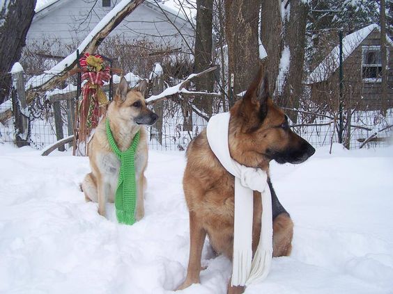 two German Shepherd dogs sitting outdoors in snow while wearing scarf around its neck