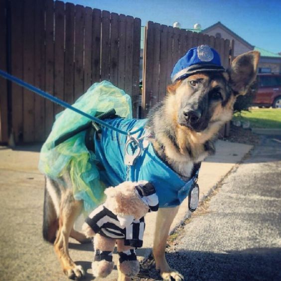 German Shepherd in police costume while tilting its head