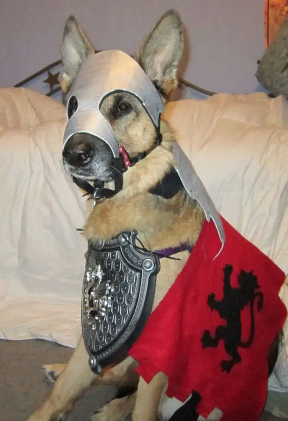 German Shepherd dog in knight armor costume