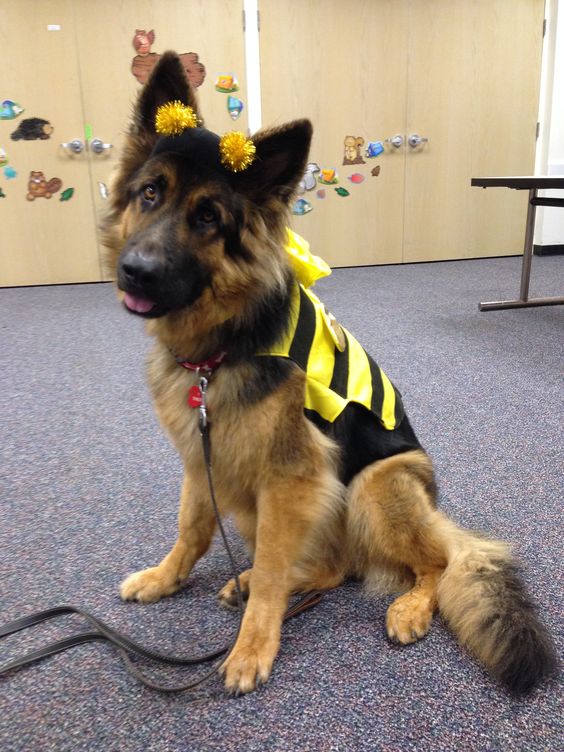 German Shepherd puppy in bee costume while sitting on the floor