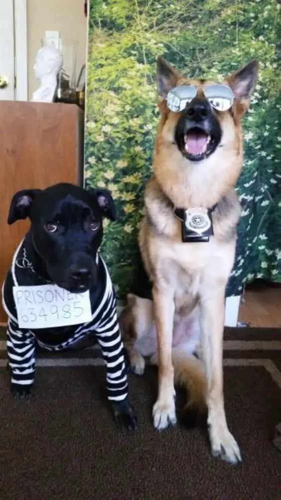 German Shepherd dog in police costume beside a black dog prisoner
