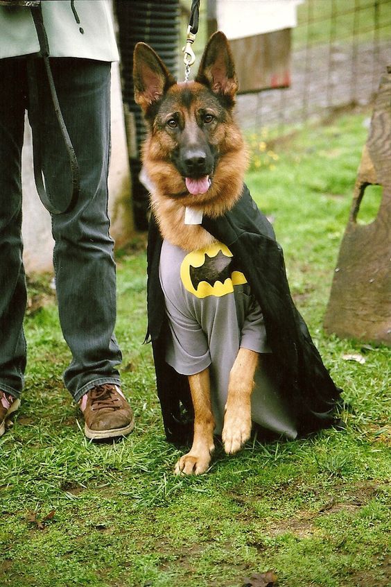 German Shepherd dog sitting on the green grass in batman costume