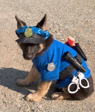German Shepherd dog in police costume