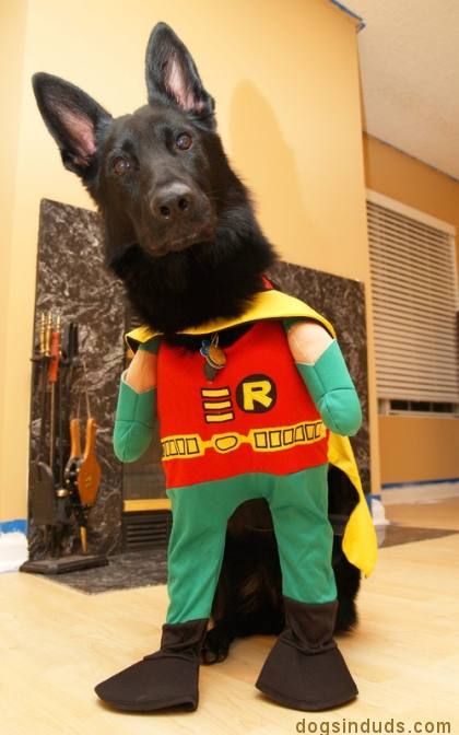 German Shepherd in robinhood costume