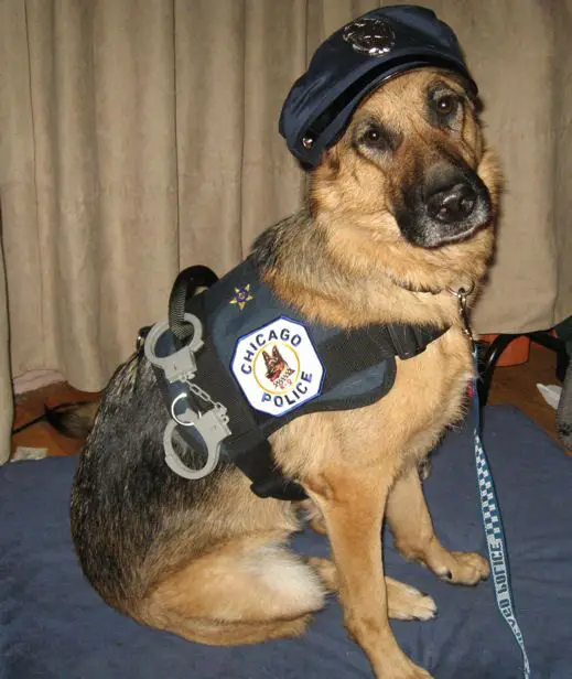 German Shepherd in police dog costume while sitting on the foot of the bed
