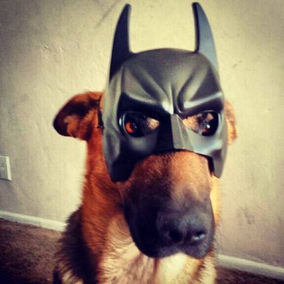 German Shepherd wearing batman headpiece