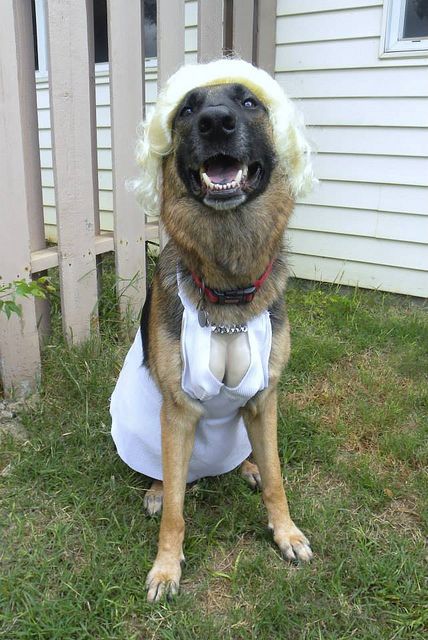 German Shepherd dog sitting on the green grass in her sexy girl outfit