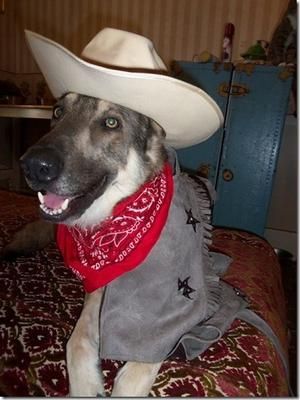 German Shepherd in cowboy costume