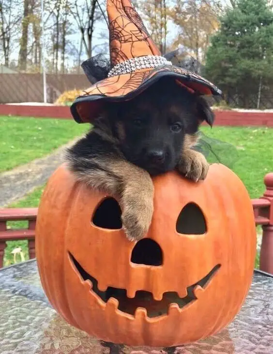 German Shepherd puppy inside a pumpkin basket