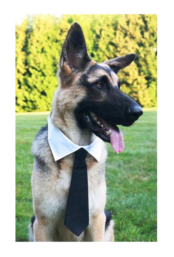 German Shepherd dog sitting on the green grass wearing collar and necktie