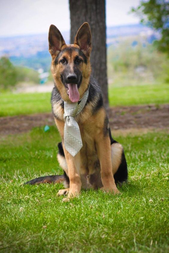 German Shepherd sitting on the green grass while wearing necktie