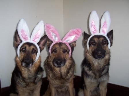 three German Shepherds wearing bunny head piece