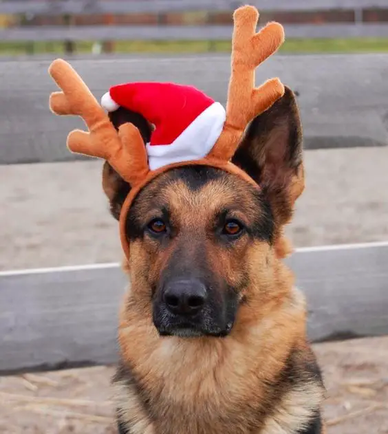 German Shepherd dog wearing reindeer head piece