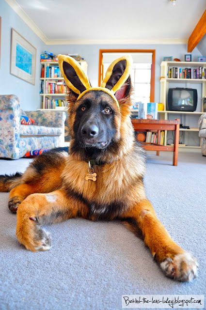 German Shepherd dog lying on the floor wearing bunny ears headpiece