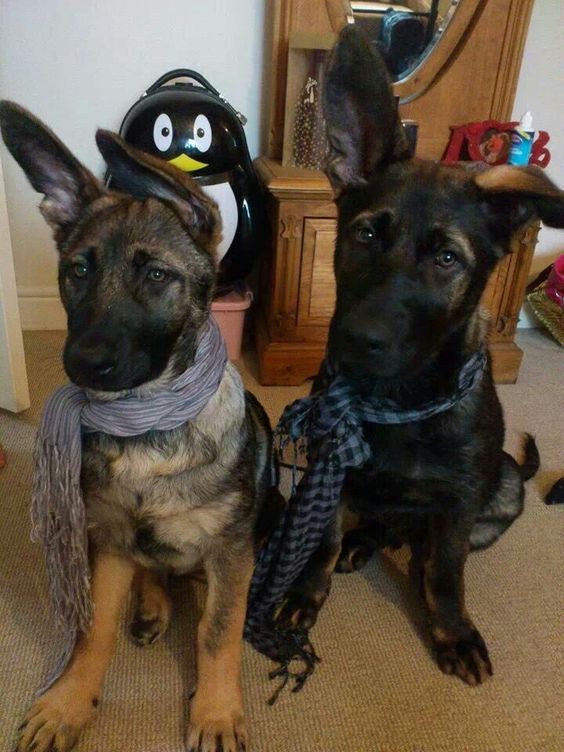 two German Shepherds wearing scarf