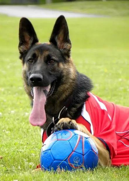 German Shepherd lying on the green grass wearing jersey while its hand's on top of the soccer ball