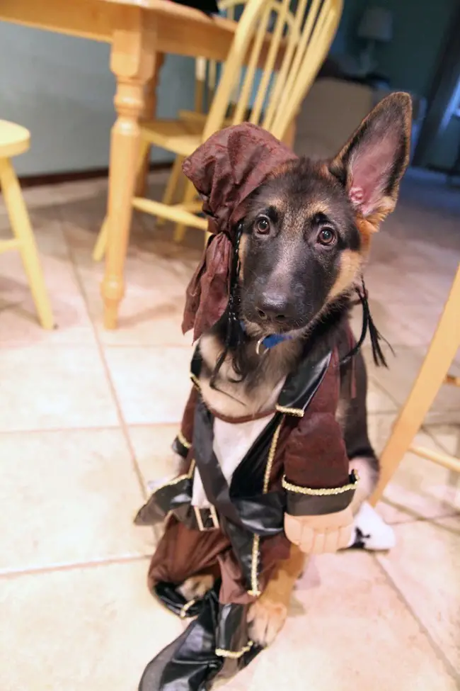 German Shepherd in Captain Jack Sparrow costume