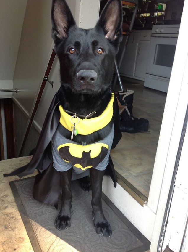 black German Shepherd in batman costume