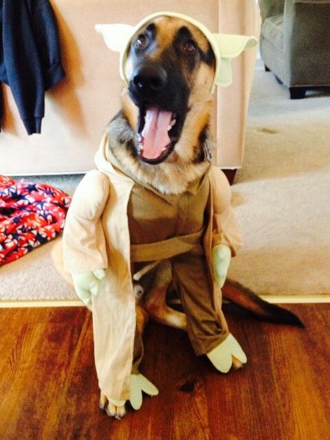 German Shepherd in yoda costume