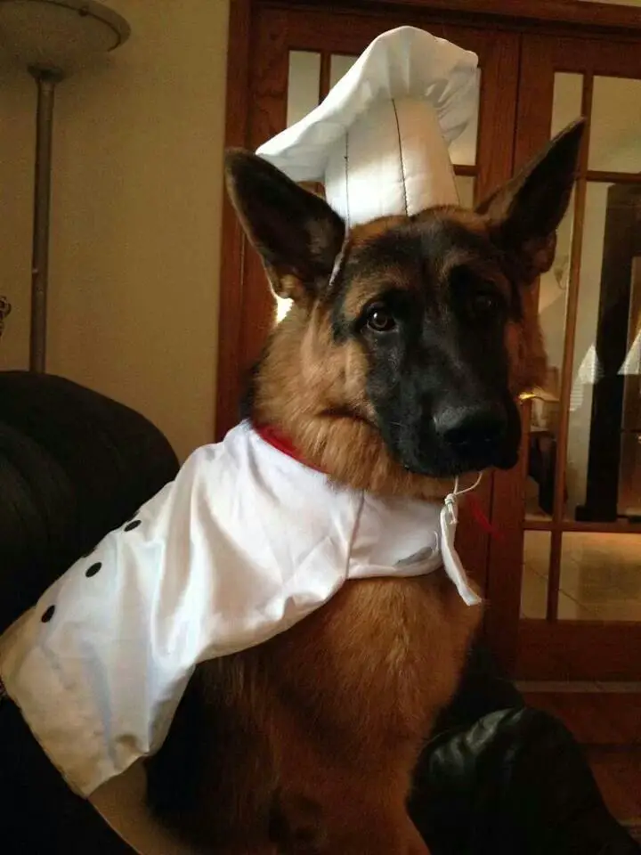 German Shepherd in chef costume