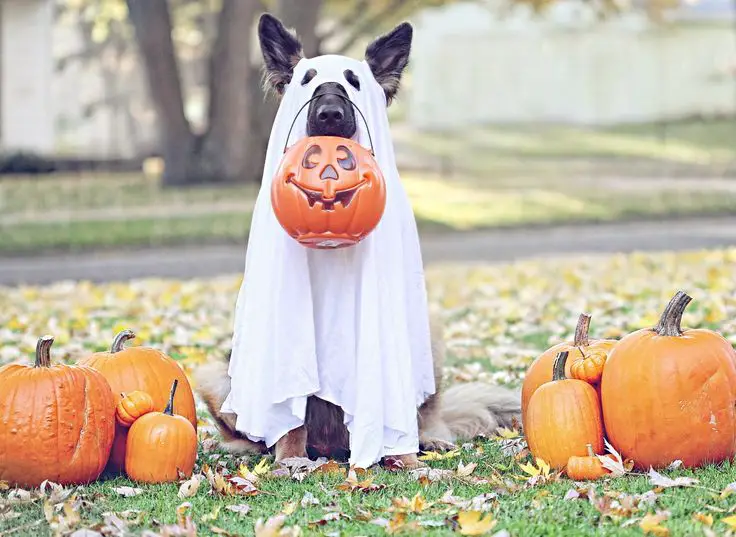 German Shepherd ghost with white cloth and pumpkin basket in the front yard