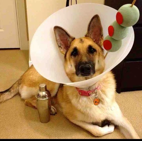 German Shepherd wearing white collar with street food stick costume